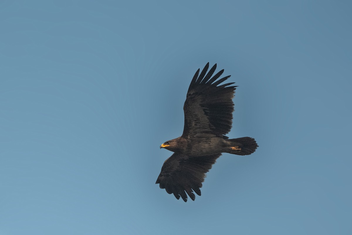 Greater Spotted Eagle - ML528076181