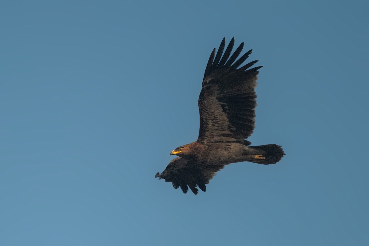 Greater Spotted Eagle - ML528076191