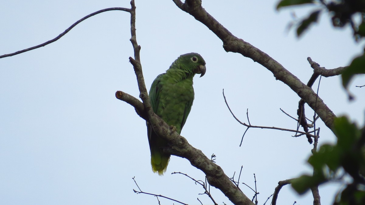 Mealy Parrot - ML52807641