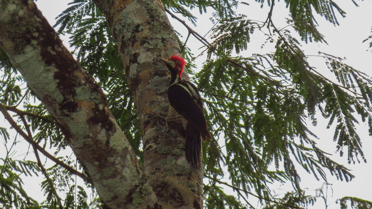 Crimson-crested Woodpecker - ML52807991