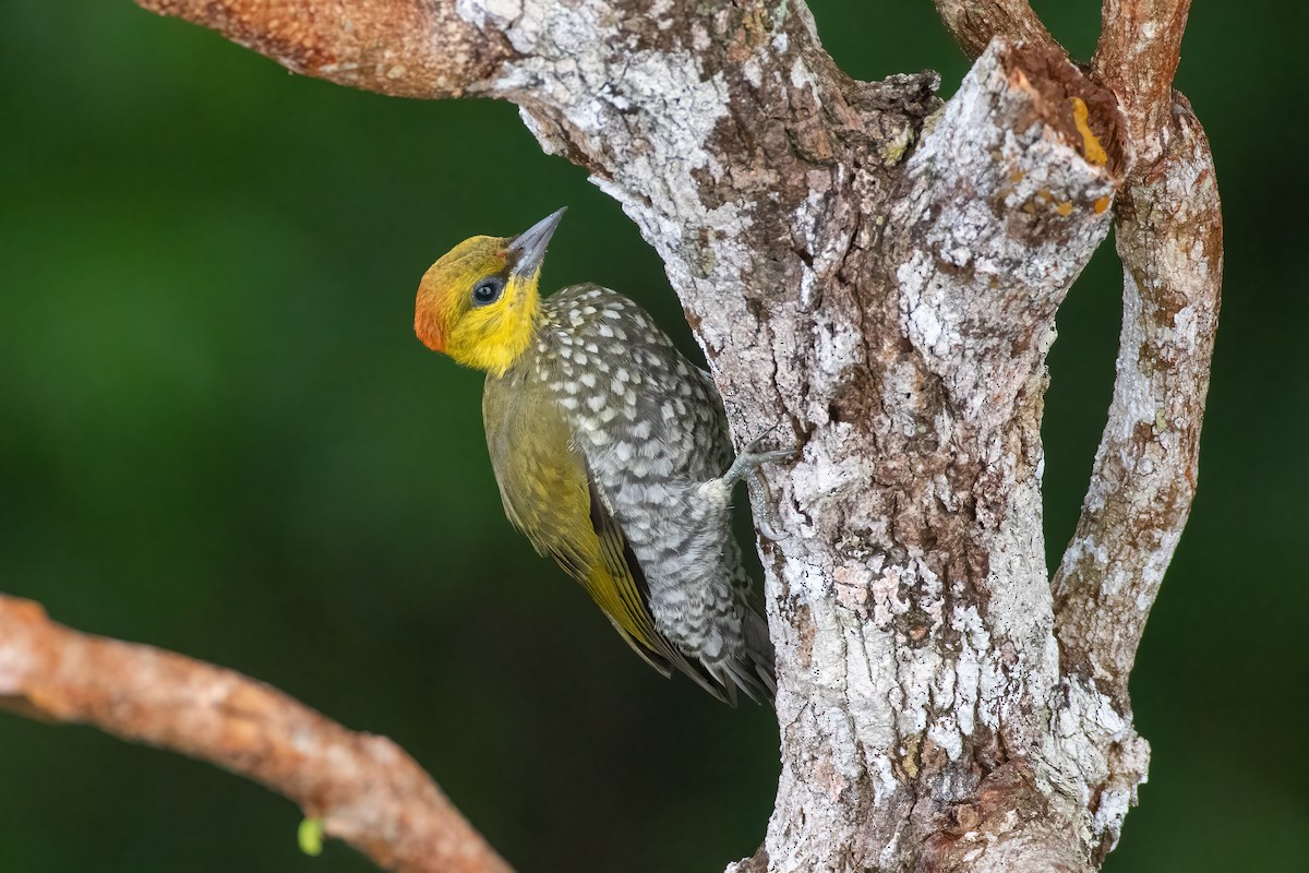 Yellow-throated Woodpecker - ML528081601