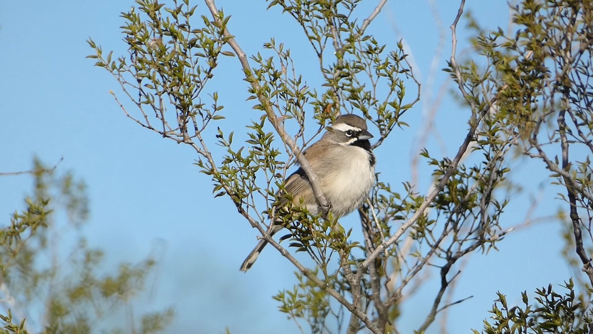 Black-throated Sparrow - ML528082171