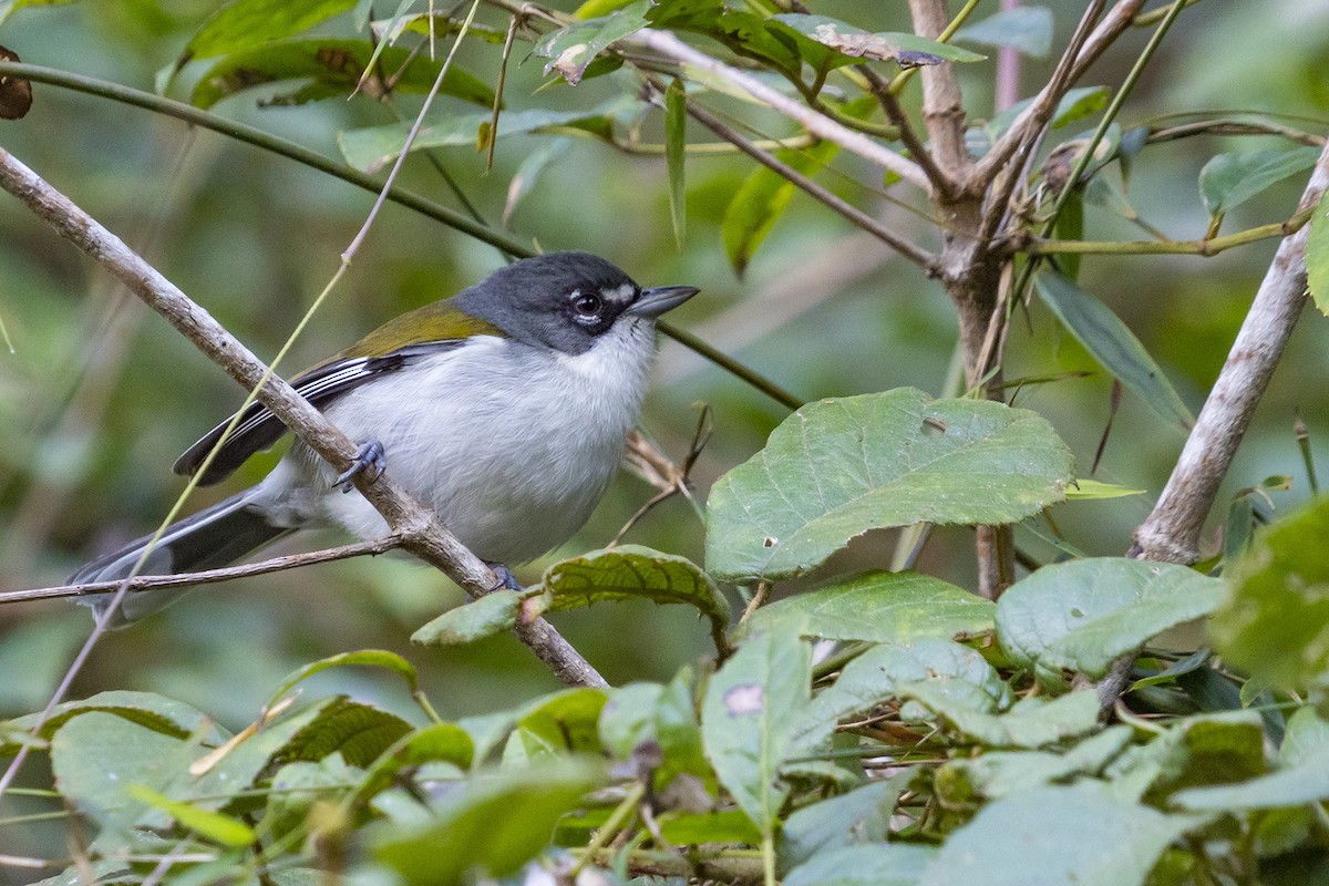 White-winged Warbler - Joshua Covill