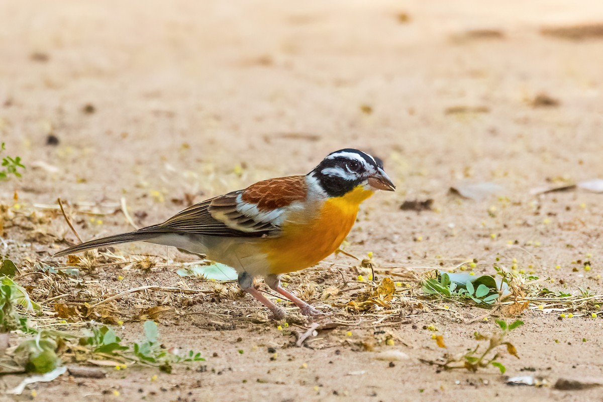 Golden-breasted Bunting - ML528084461