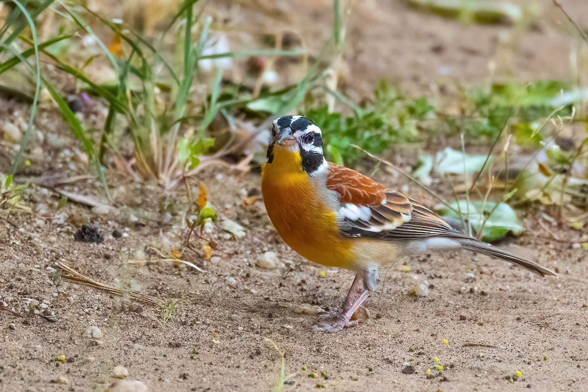 Golden-breasted Bunting - ML528084501