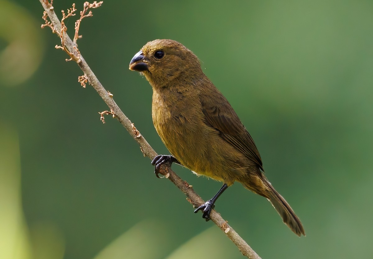 Variable Seedeater - ML528086761