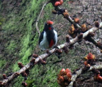 Scarlet-collared Flowerpecker - ML52808771