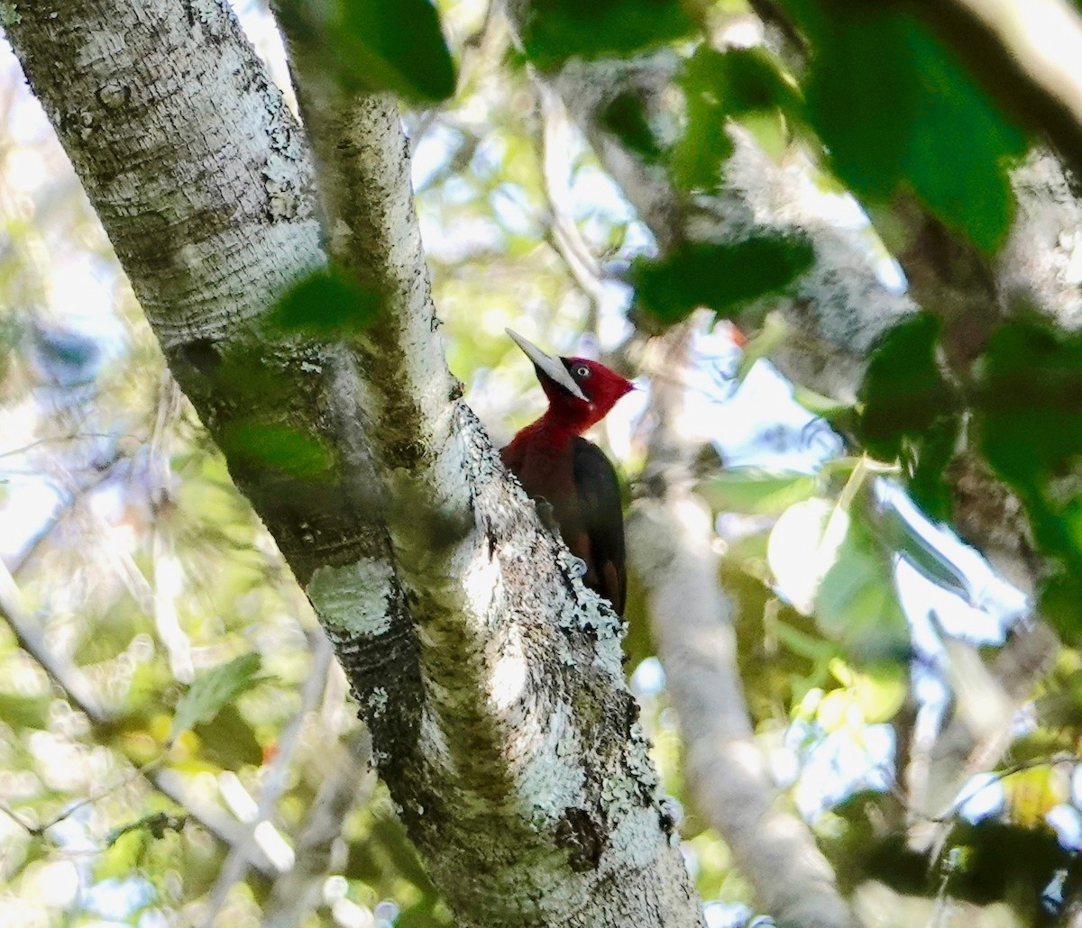 Red-necked Woodpecker - ML528089111