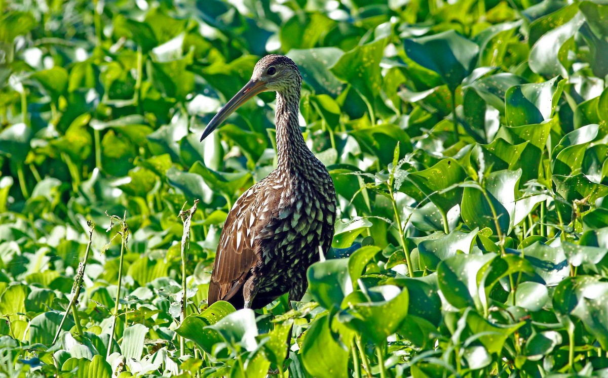 eBird Checklist 2 Oct 2014 Lettuce Lake County Park 2 species