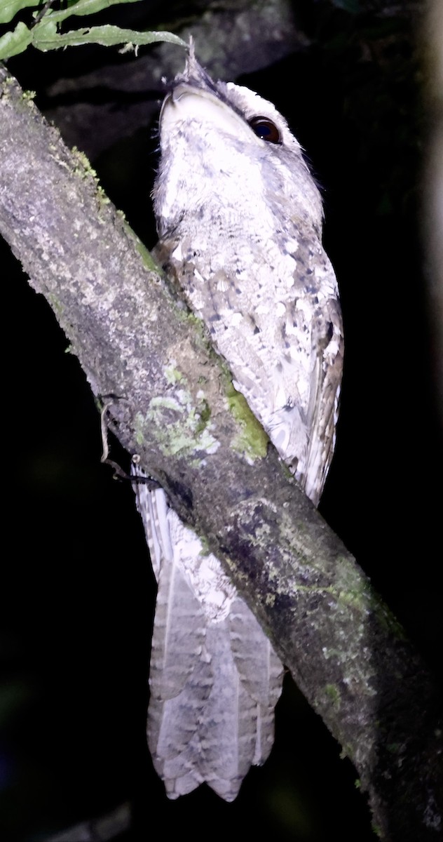 Marbled Frogmouth (Marbled) - ML528090661