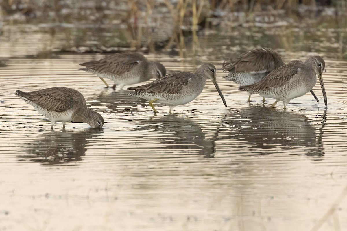 Long-billed Dowitcher - ML528093381