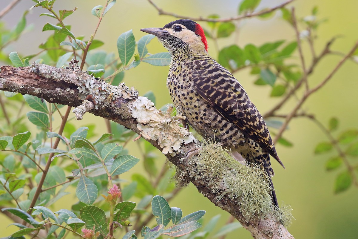 Green-barred Woodpecker - ML528100131
