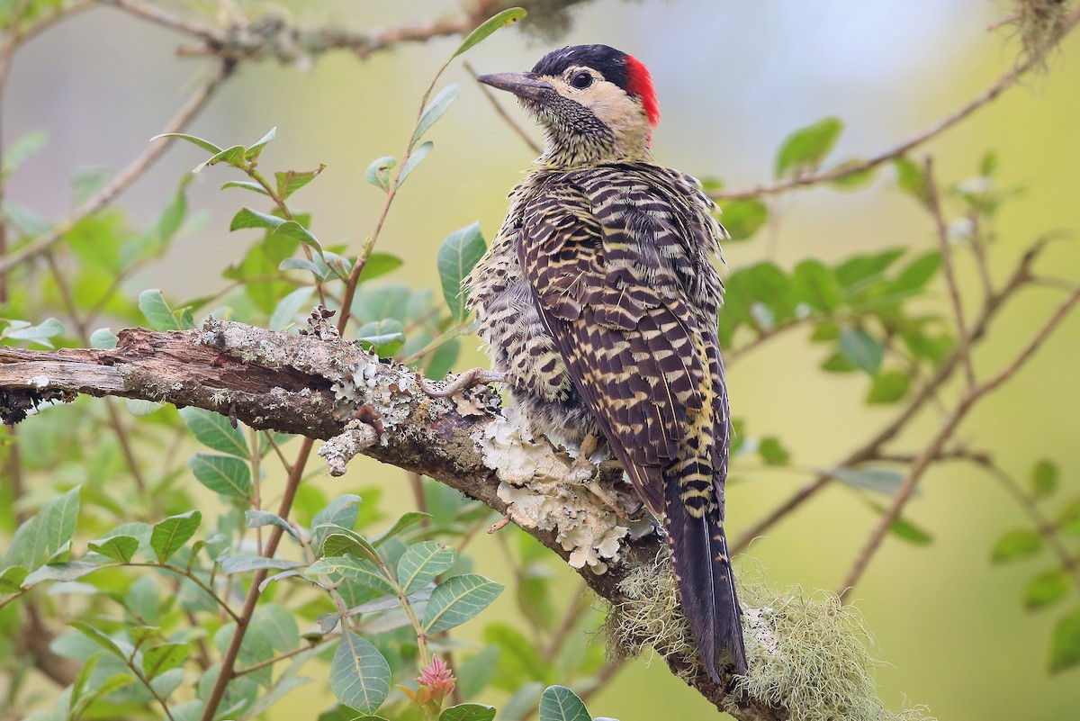 Green-barred Woodpecker - ML528100171