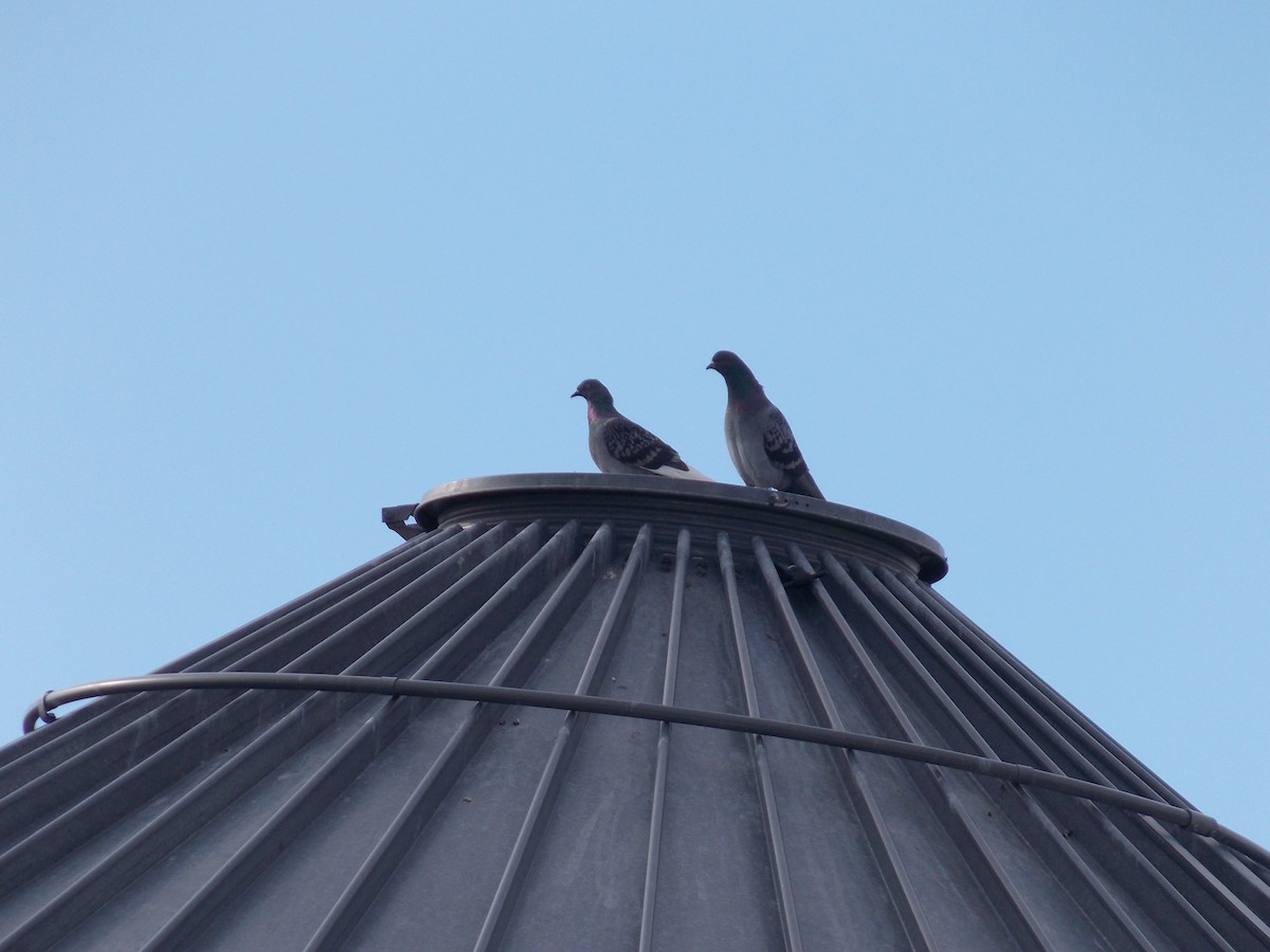 Rock Pigeon (Feral Pigeon) - Shey Claflin