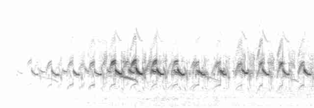  - Little Ringed Plover (curonicus)