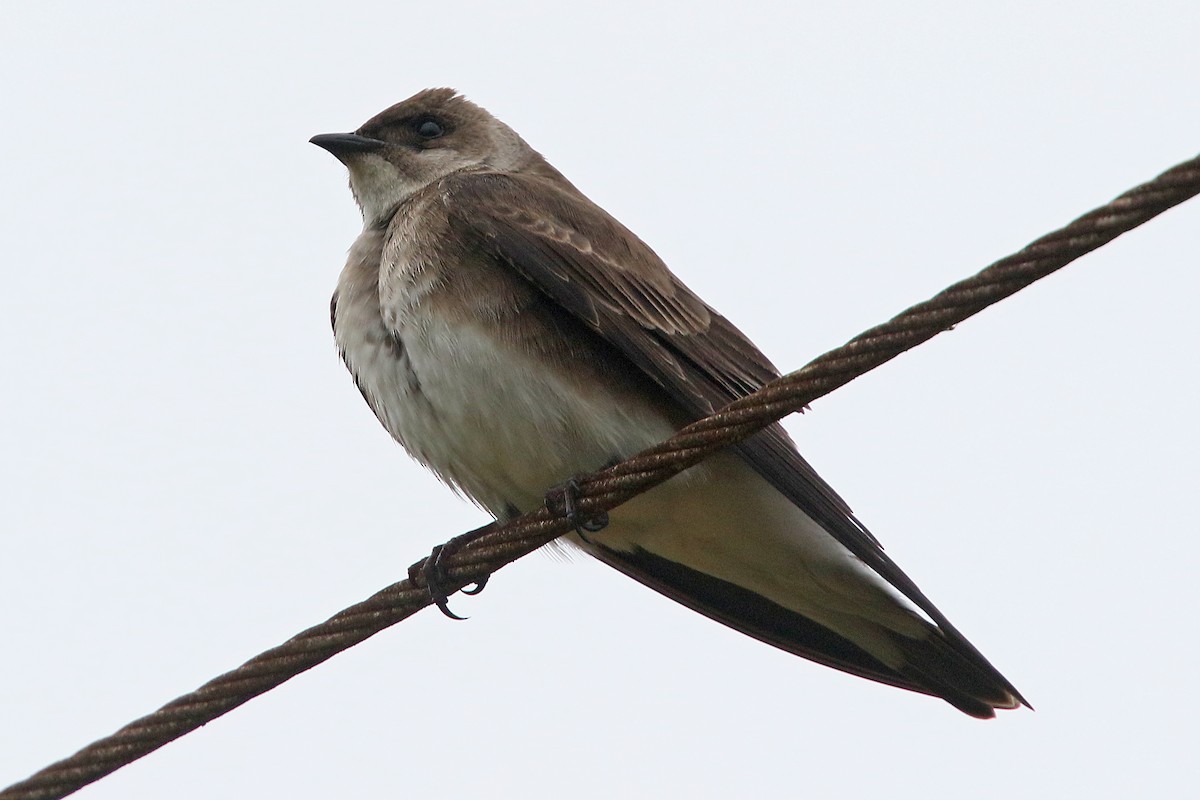 Brown-chested Martin - ML528108151