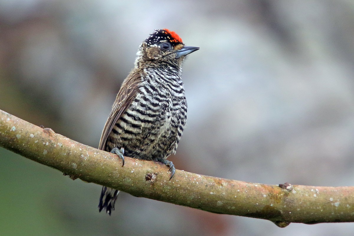 White-barred Piculet - ML528108471