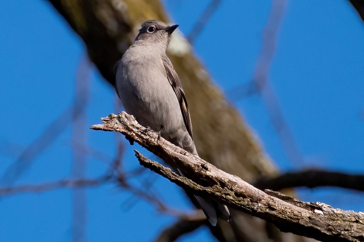 Townsend's Solitaire - ML528108871
