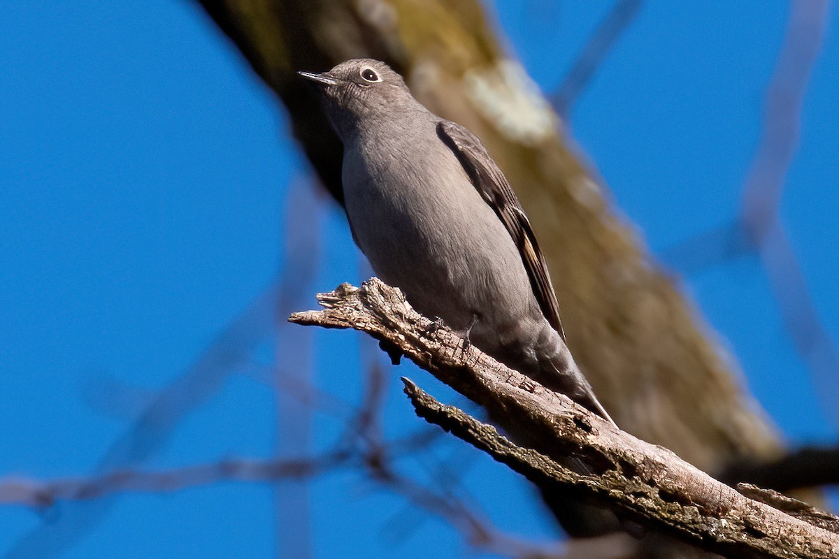Townsend's Solitaire - ML528108881