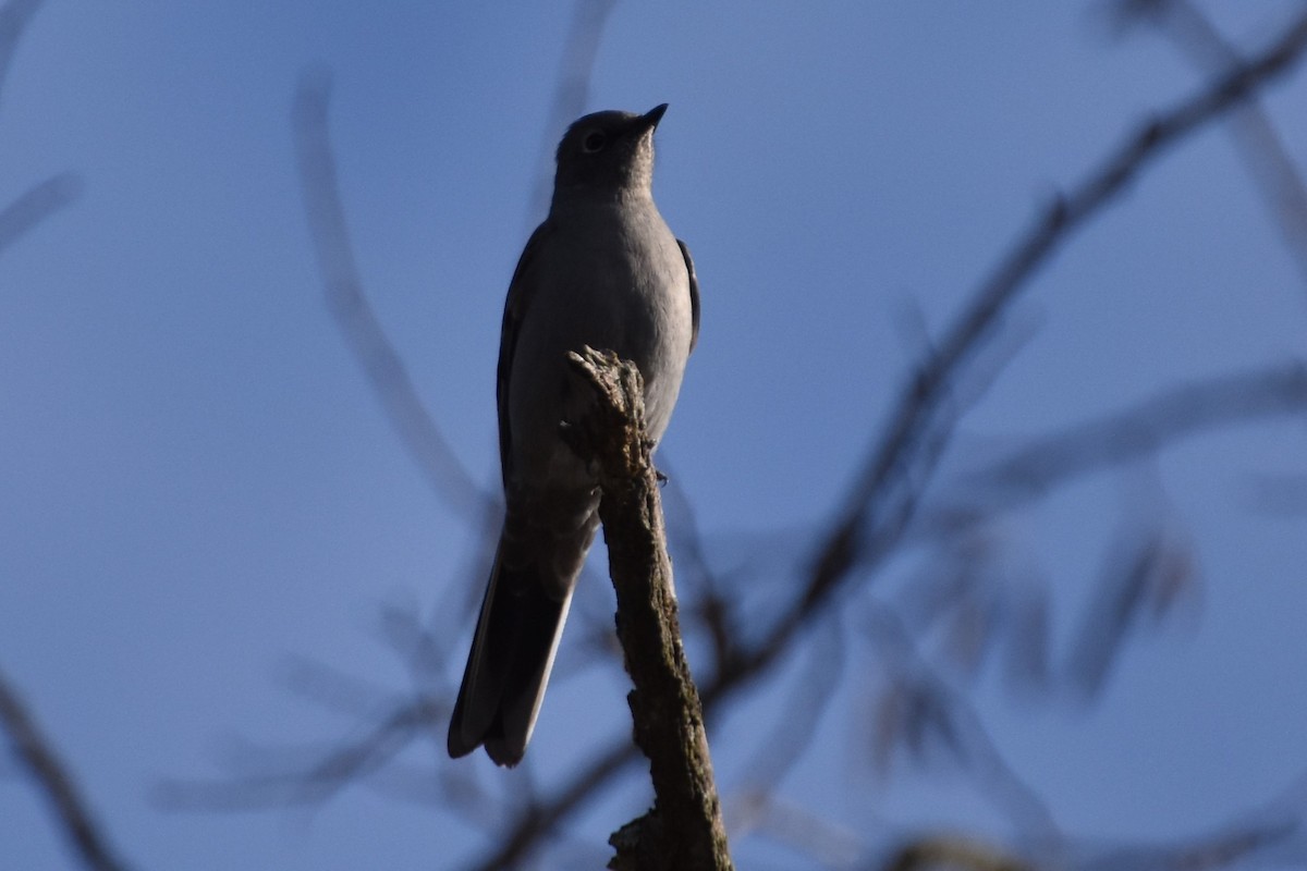 Townsend's Solitaire - ML528108901