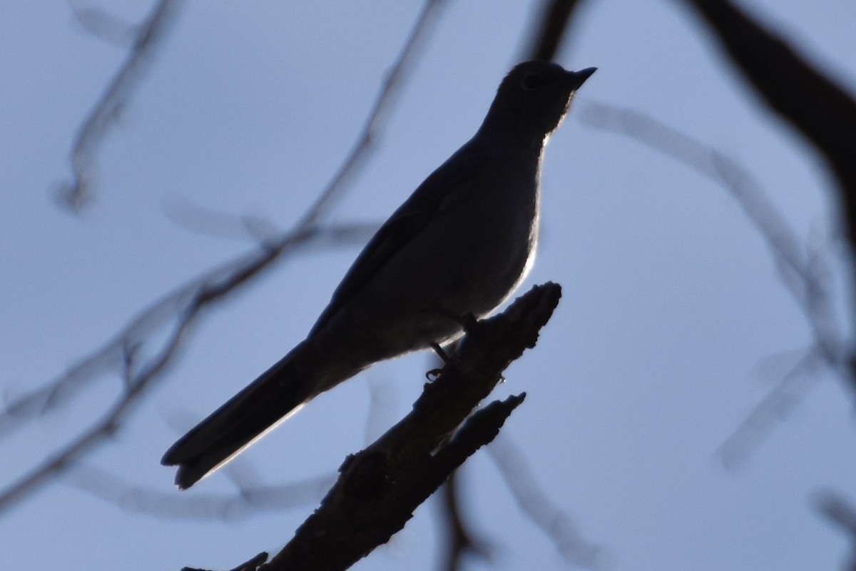 Townsend's Solitaire - ML528108931