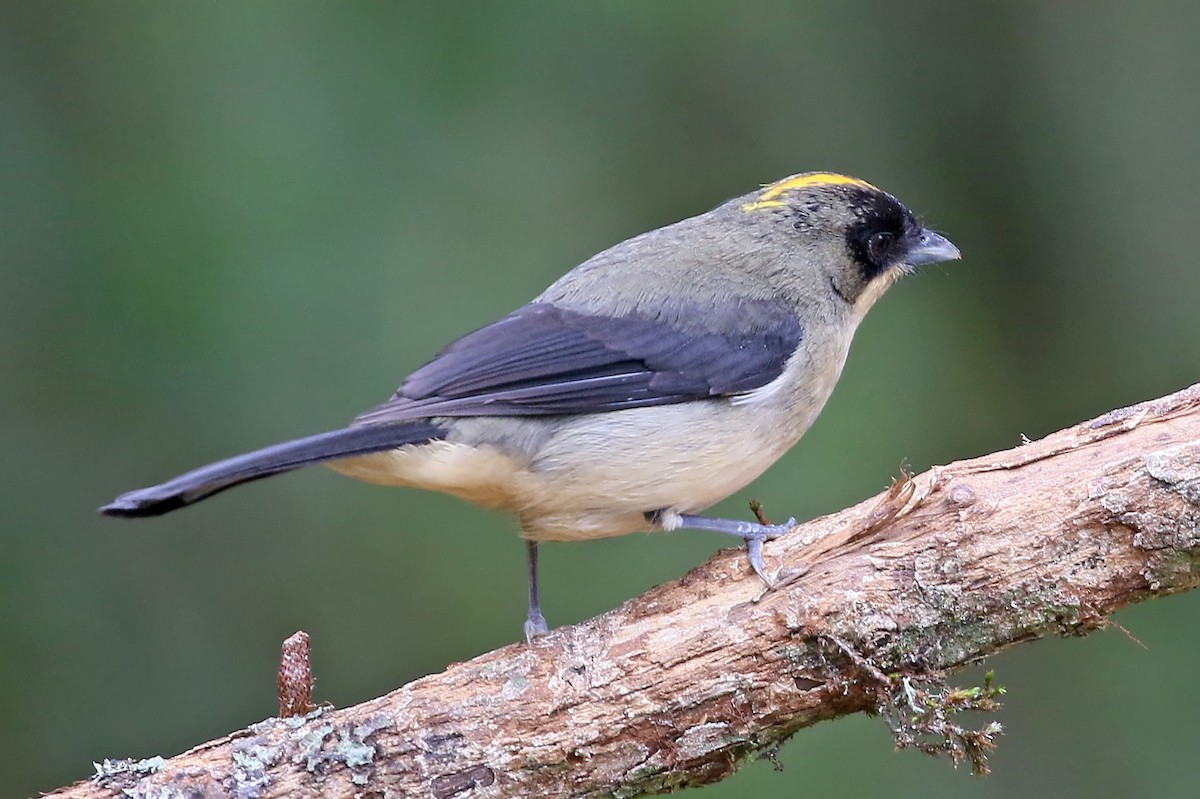 Black-goggled Tanager - ML528110471