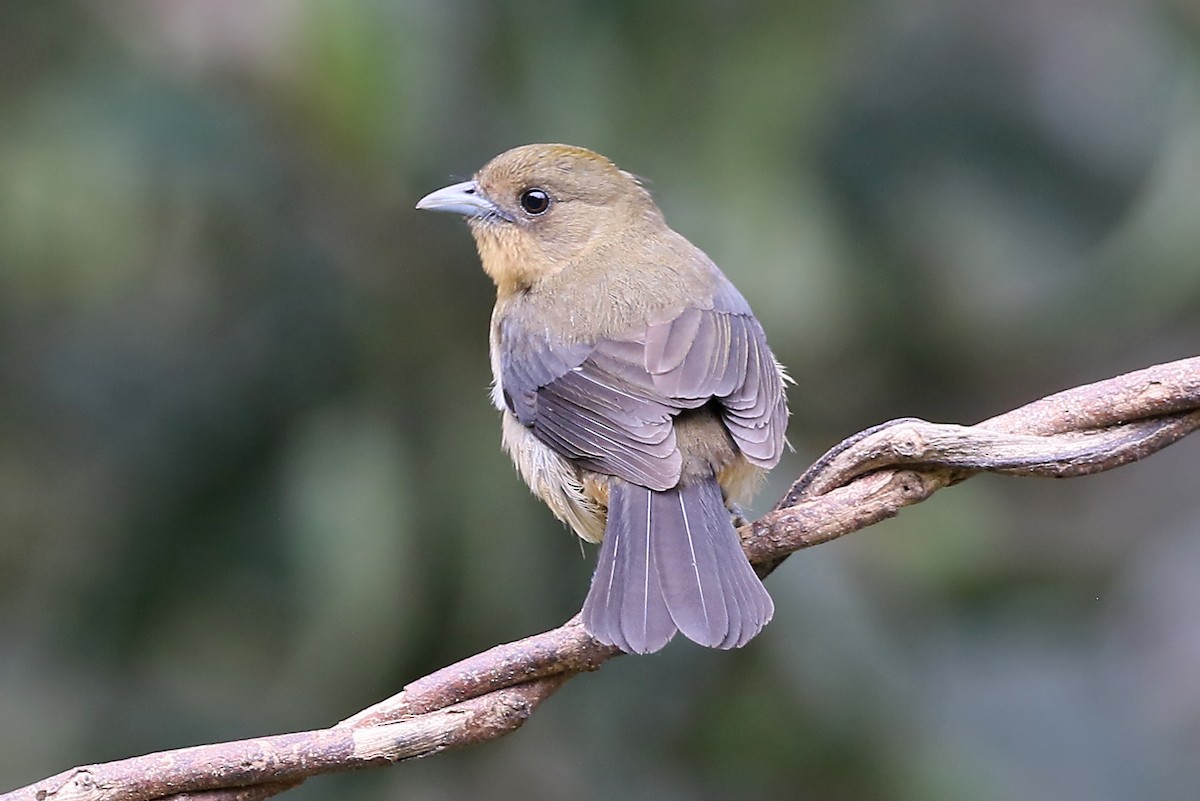 Black-goggled Tanager - ML528110481