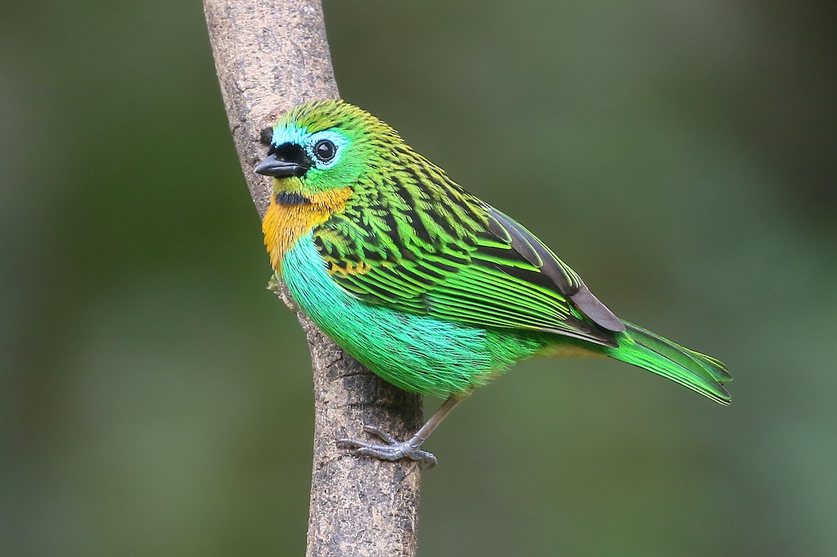 Brassy-breasted Tanager - ML528110621