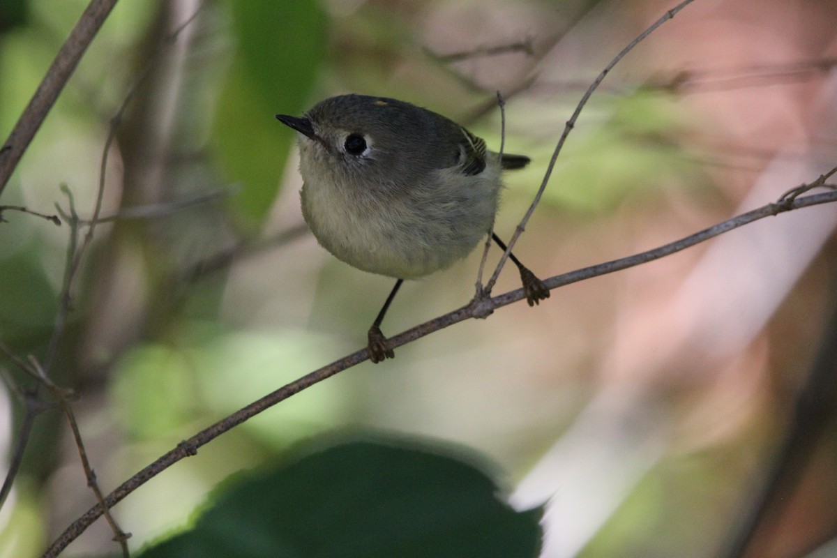 Ruby-crowned Kinglet - Huy Truong