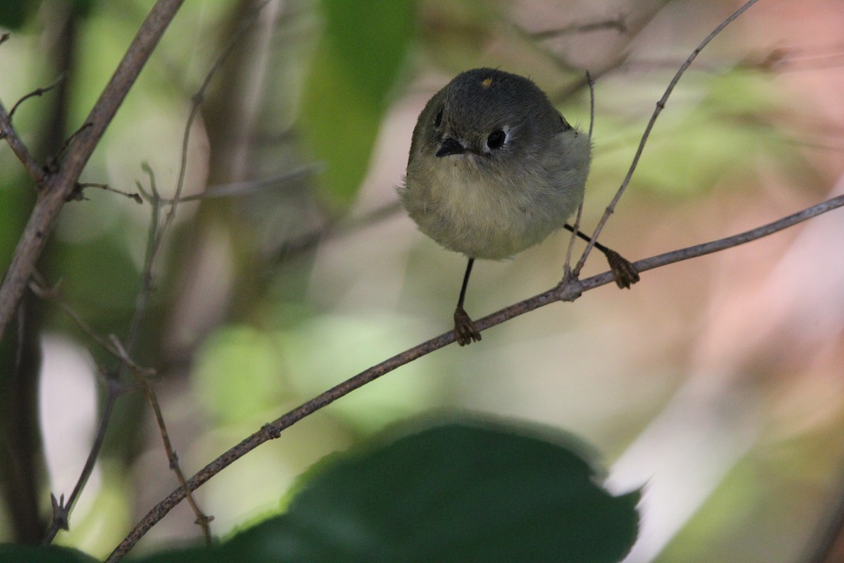 Ruby-crowned Kinglet - Huy Truong