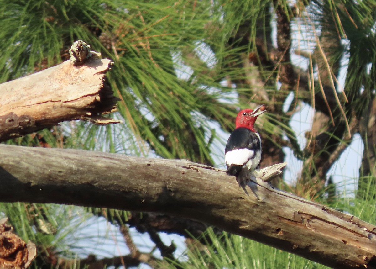 Red-headed Woodpecker - ML528117211