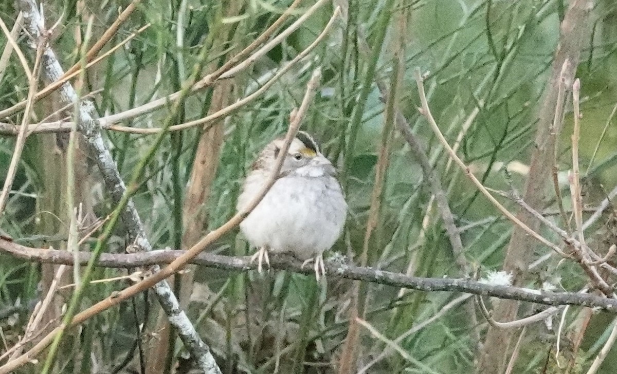White-throated Sparrow - ML528117251