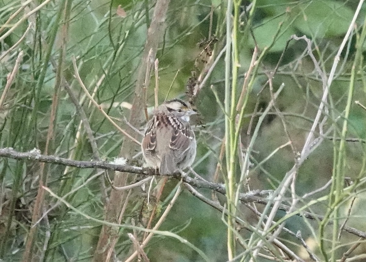 White-throated Sparrow - ML528117271