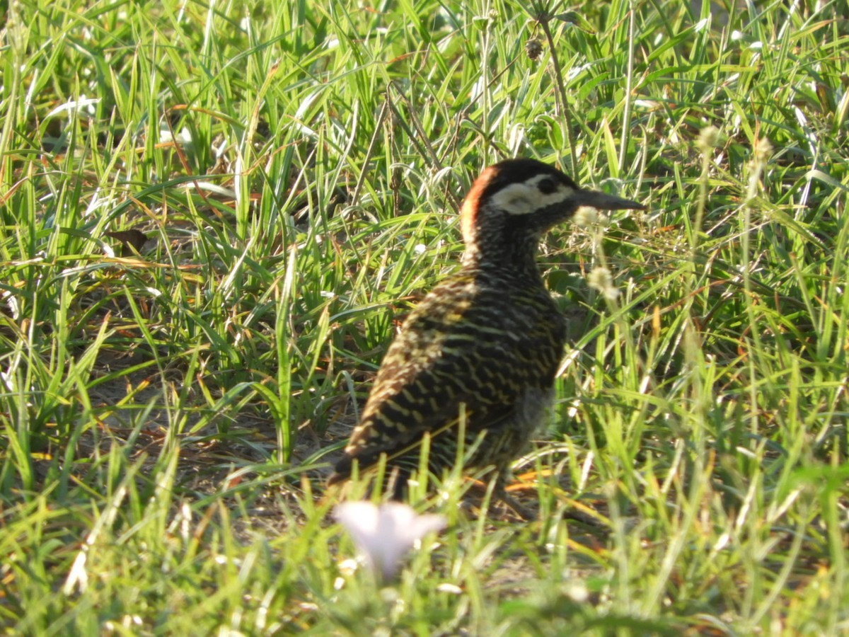 Green-barred Woodpecker - ML528121231