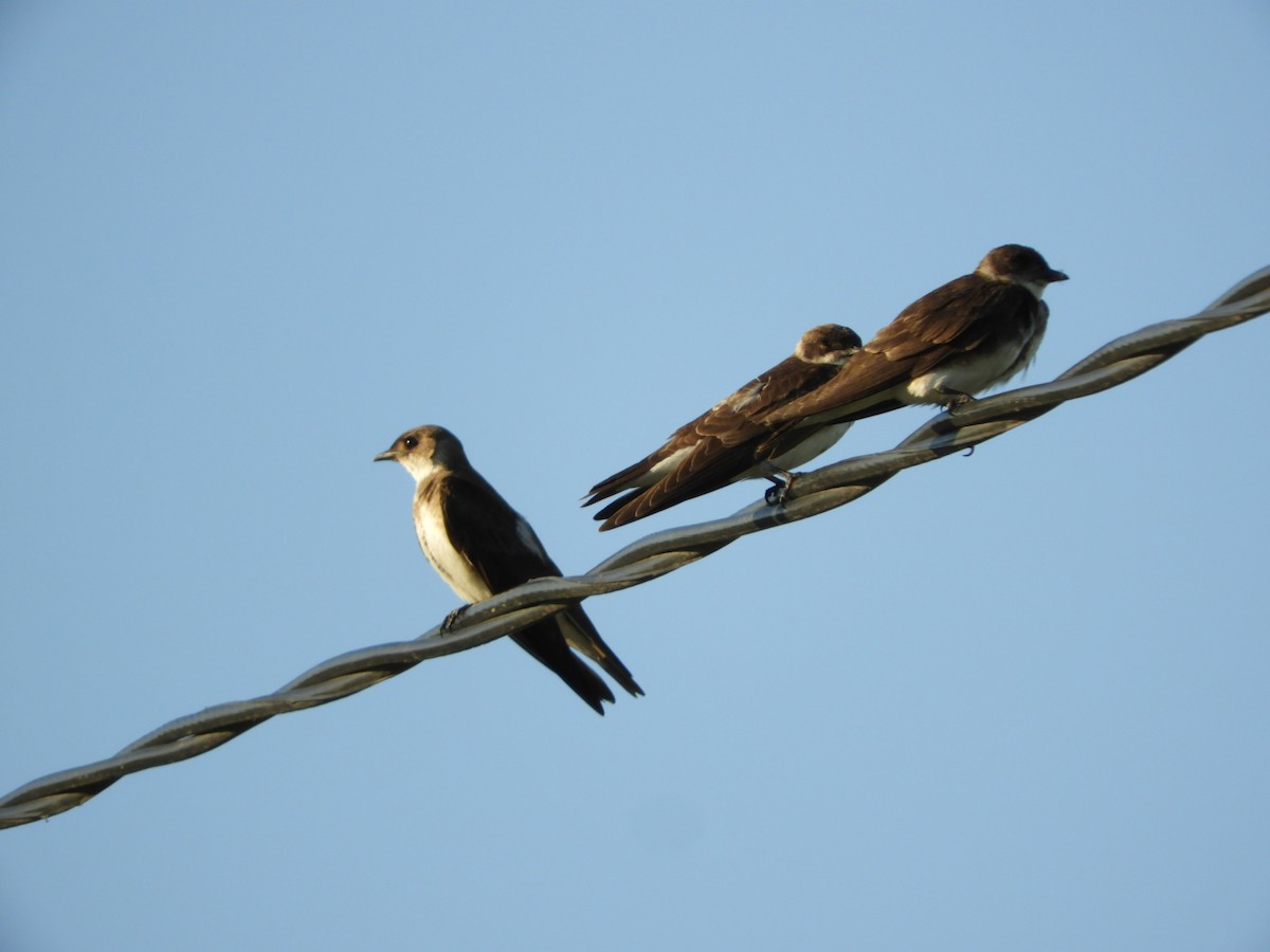 Brown-chested Martin - ML528122031