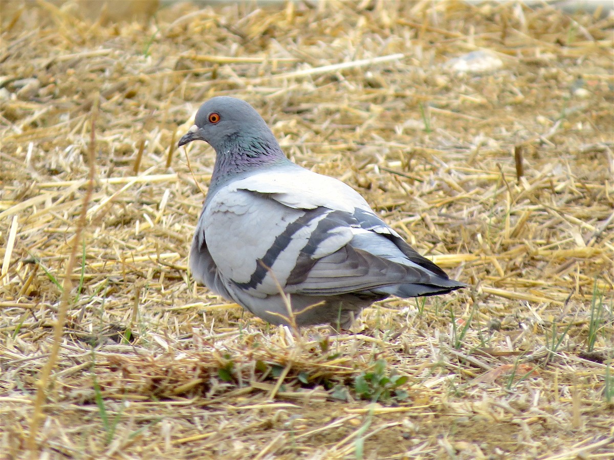 Rock Pigeon (Feral Pigeon) - Ted Floyd
