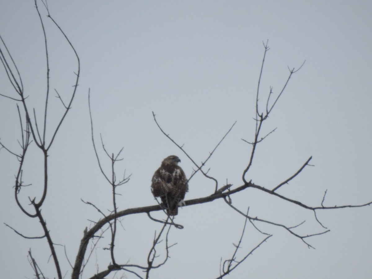 Red-tailed Hawk (borealis) - ML528122321