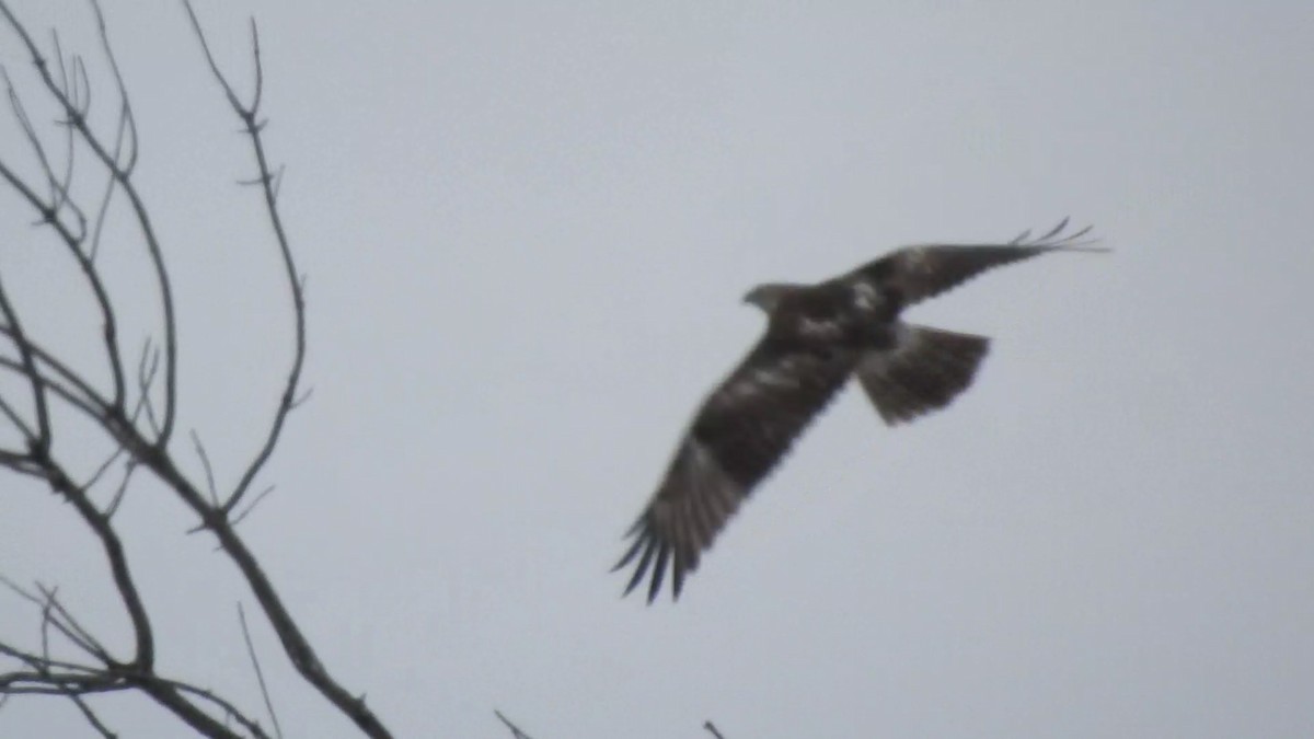 Red-tailed Hawk (borealis) - ML528122411
