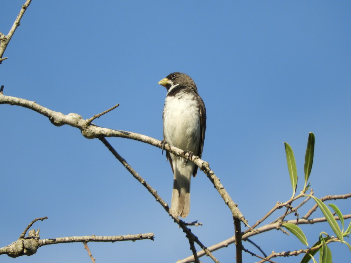 Double-collared Seedeater - ML528123511