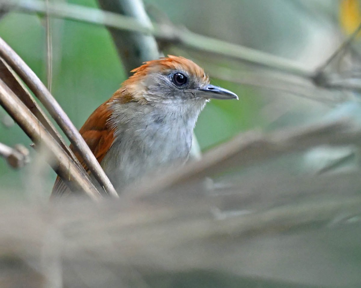 White-lined Antbird - ML528124391