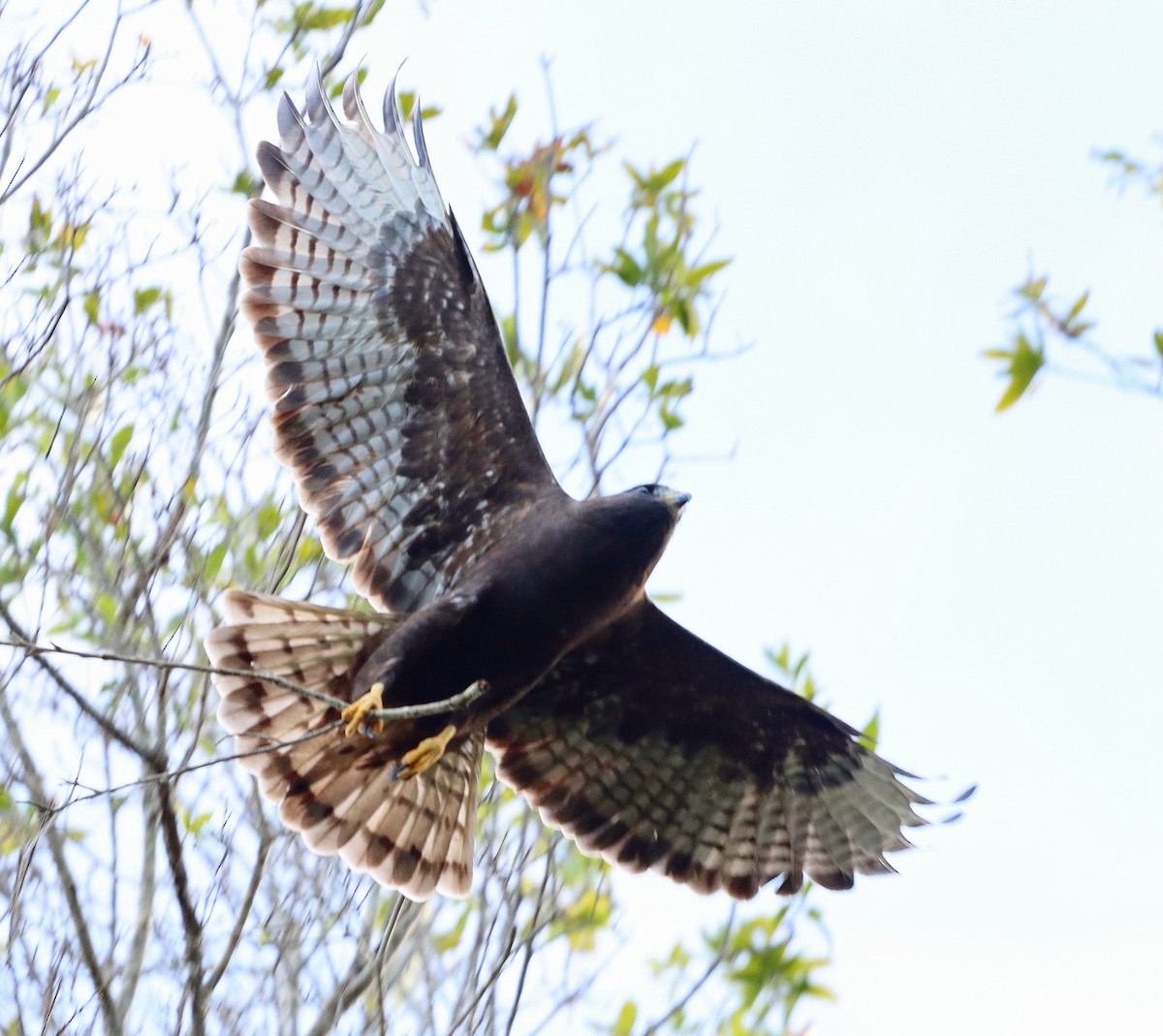 Short-tailed Hawk - John & Ivy  Gibbons