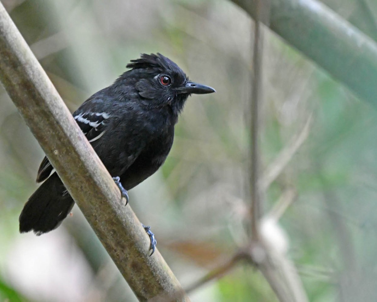 White-lined Antbird - ML528130071