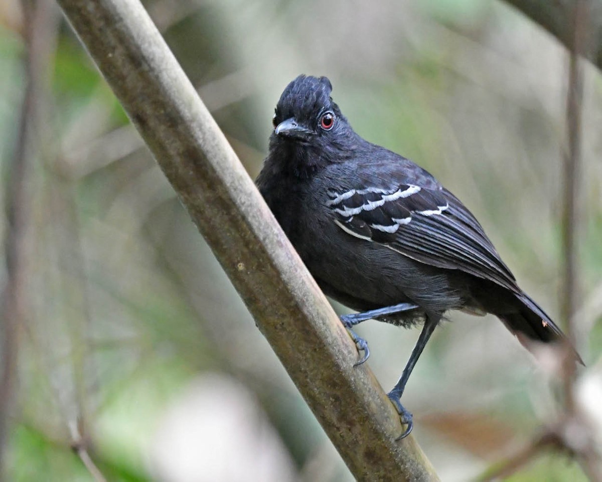 White-lined Antbird - ML528130081