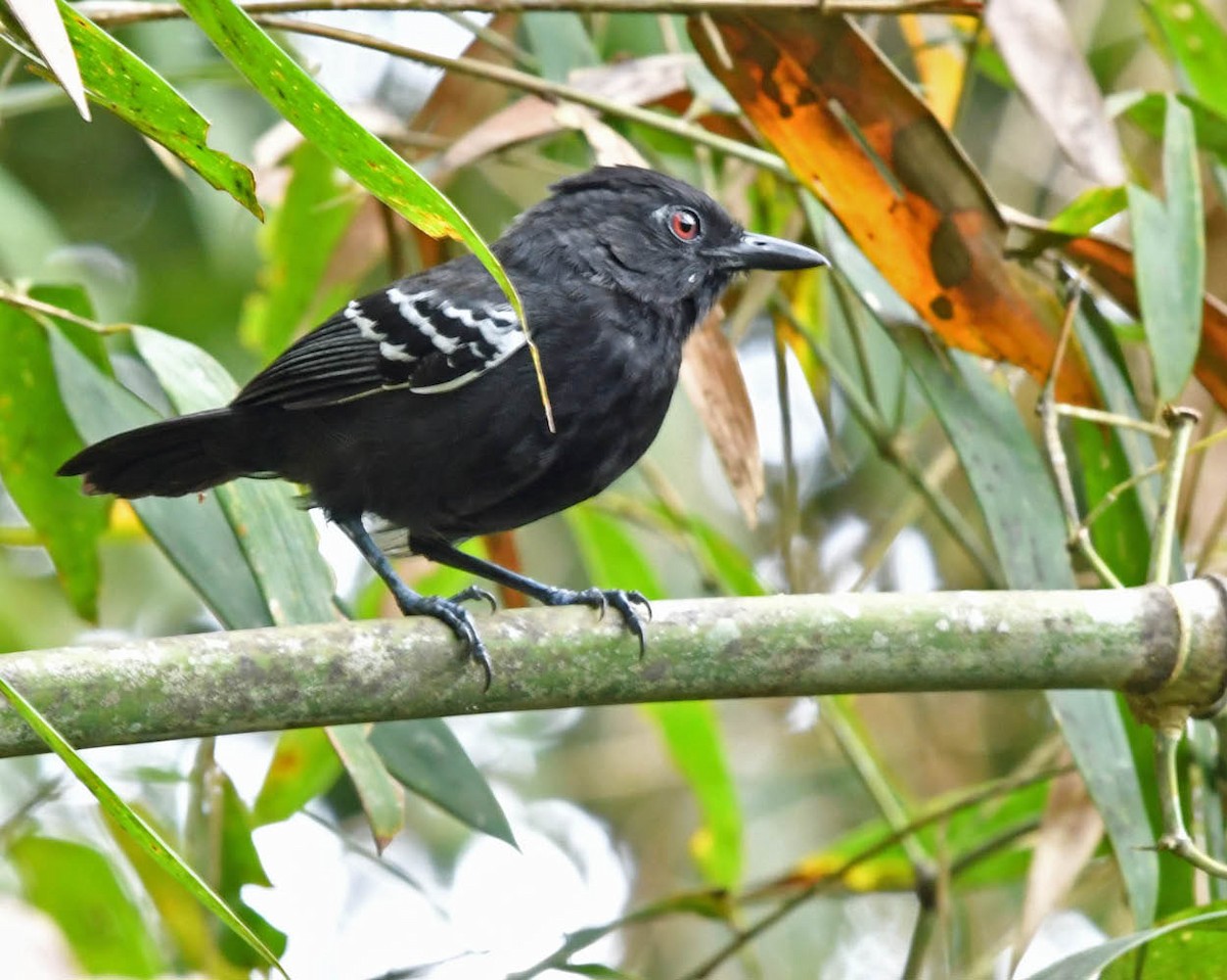White-lined Antbird - ML528130091