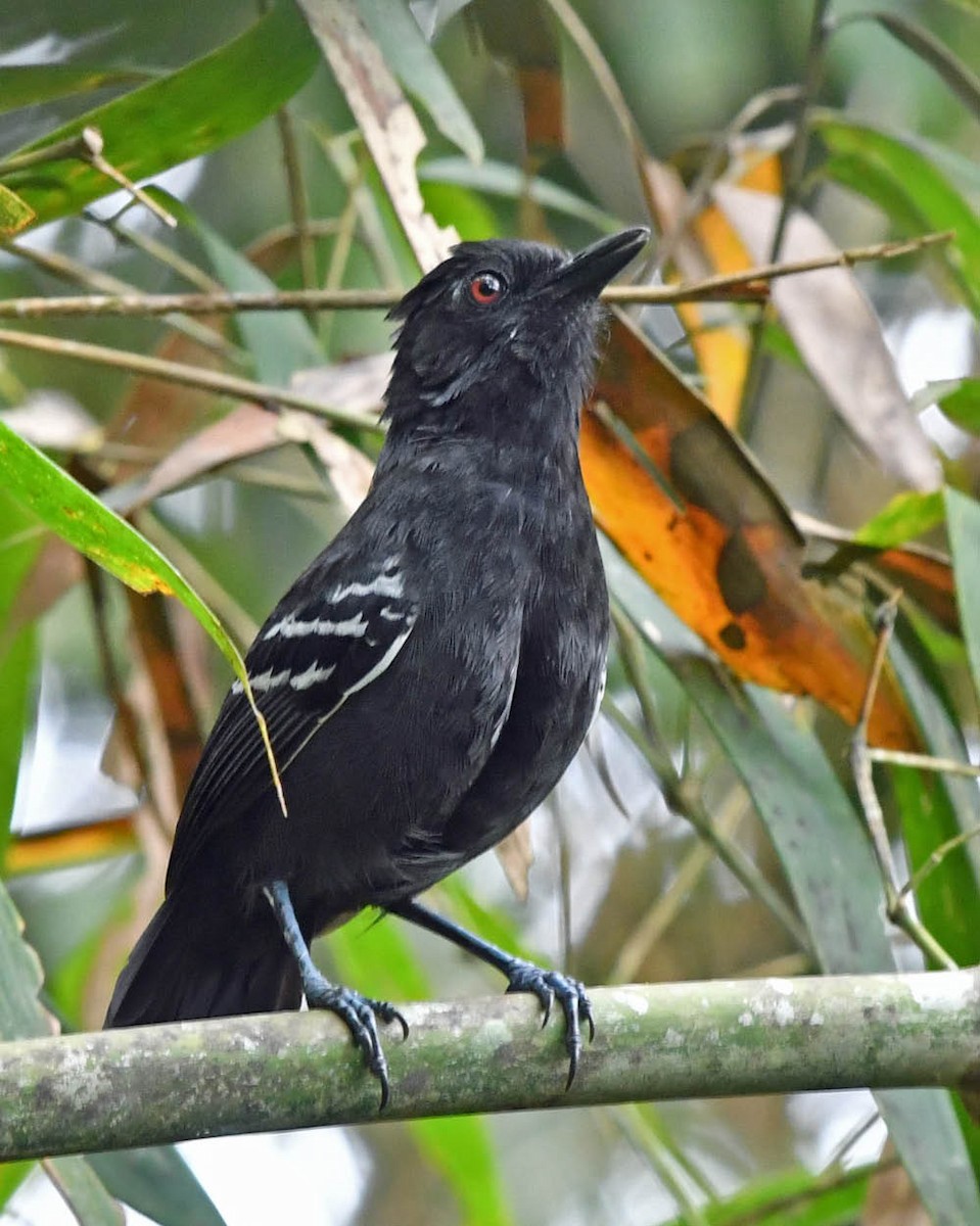 White-lined Antbird - ML528130101