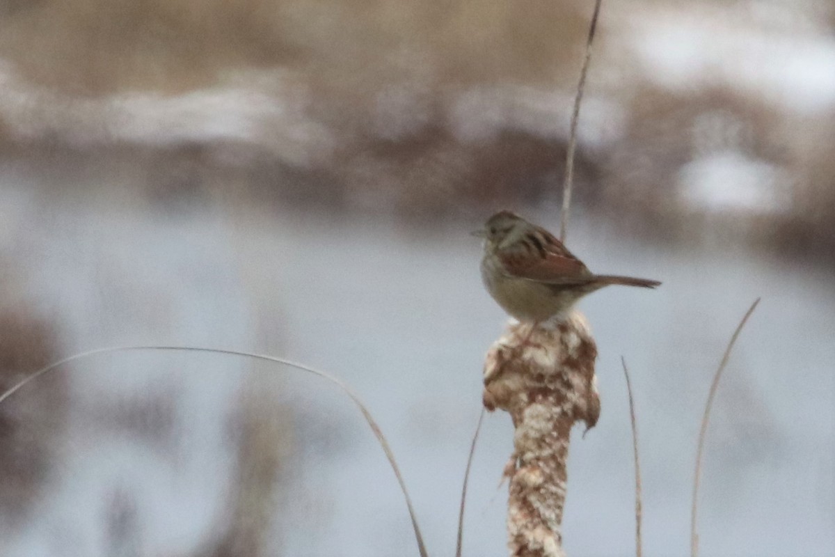 Swamp Sparrow - ML528133471