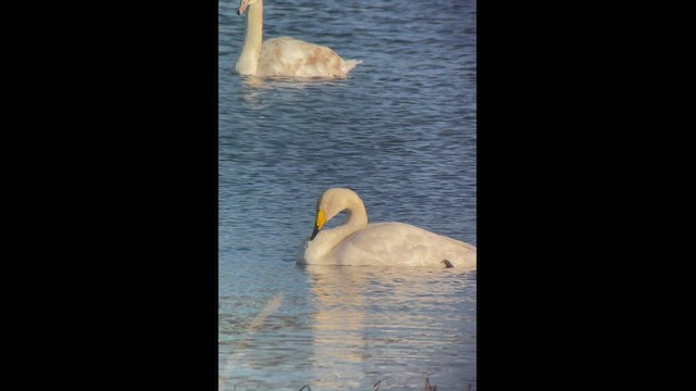 Whooper Swan - ML528135181