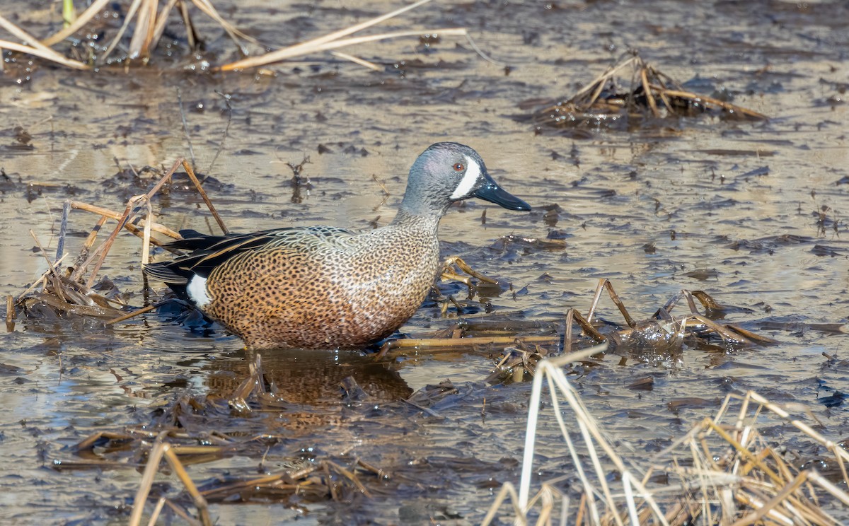 Blue-winged Teal - ML528137561