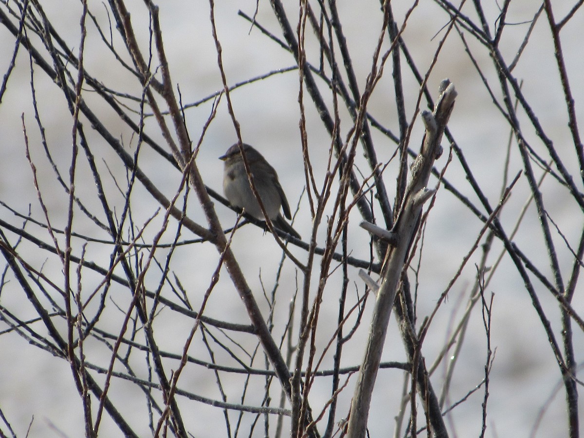 American Tree Sparrow - ML528139881