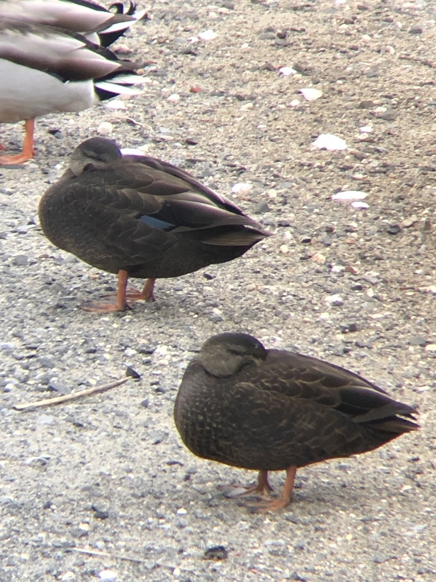 eBird Checklist 25 Jan 2023 Shirley Chisholm SP (Fountain Ave